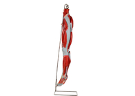 Nervios de With Main Vessels del modelo de la anatomía de la pierna del músculo del PVC para el entrenamiento