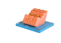 Modelo humano With Layers Structure de la anatomía del estómago del PVC del entrenamiento de los hospitales